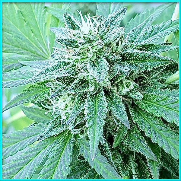 Neville's Haze cannabis strain photo