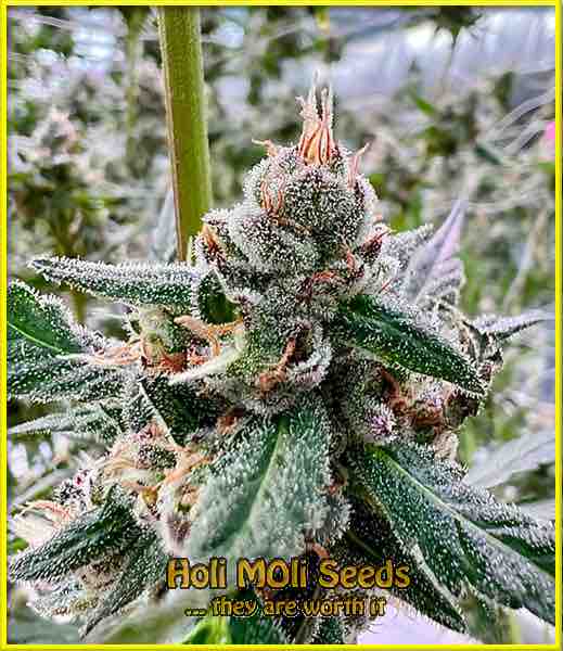 Nicole's Kush cannabis strain photo