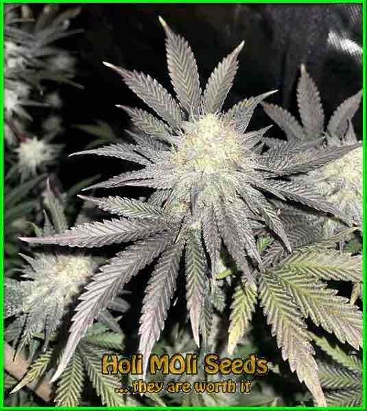 Northern Lights #5 x Haze cannabis strain photo