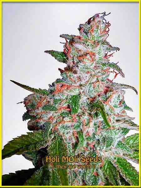 Northern Lights cannabis strain photo