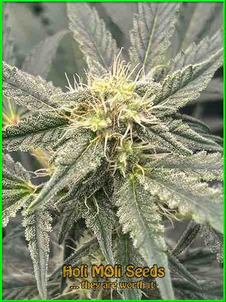 northern thunderfuck cannabis strain photo