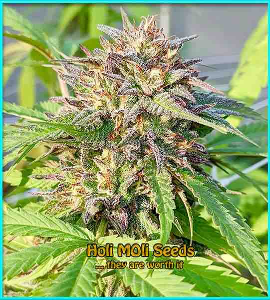 new york diesel cannabis strain photo