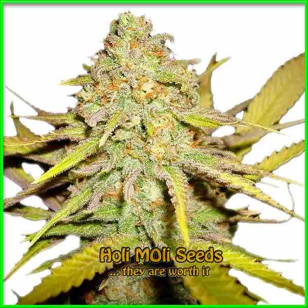 OG Kush cannabis strain photo