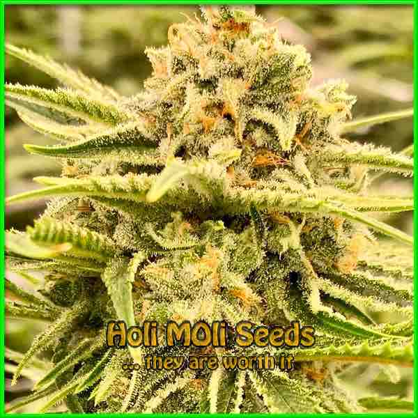 aOG Kushcdc cannabis strain photo