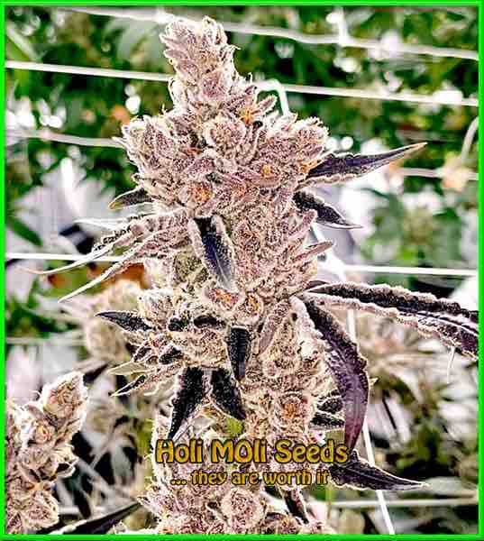 Orange Cookies cannabis strain photo