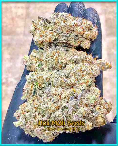 orange skunk cannabis strain photo