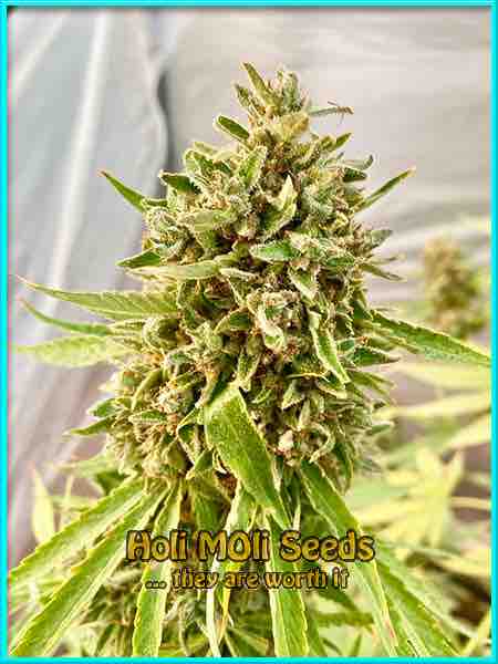 Orange Velvet X Cinderella 99 cannabis strain photo