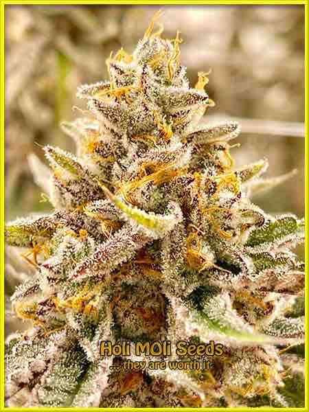 Oregon Peach cannabis strain photo