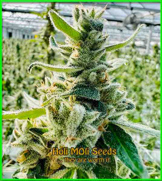 Original Cheese cannabis strain photo