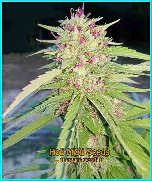 Panama cannabis strain photo