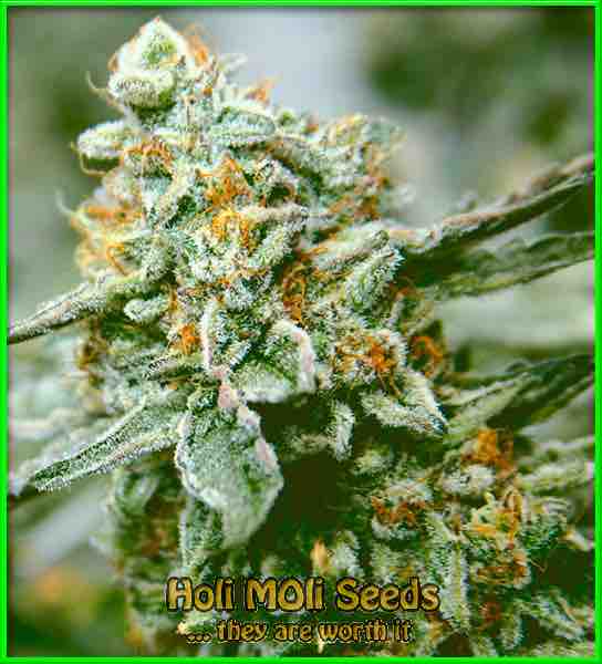 Pancakes cannabis strain photo