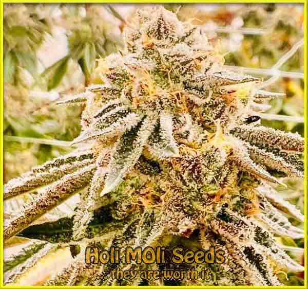 Papas Candy cannabis strain photo