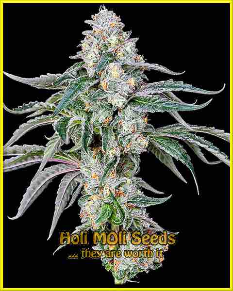 Papaya cannabis strain photo