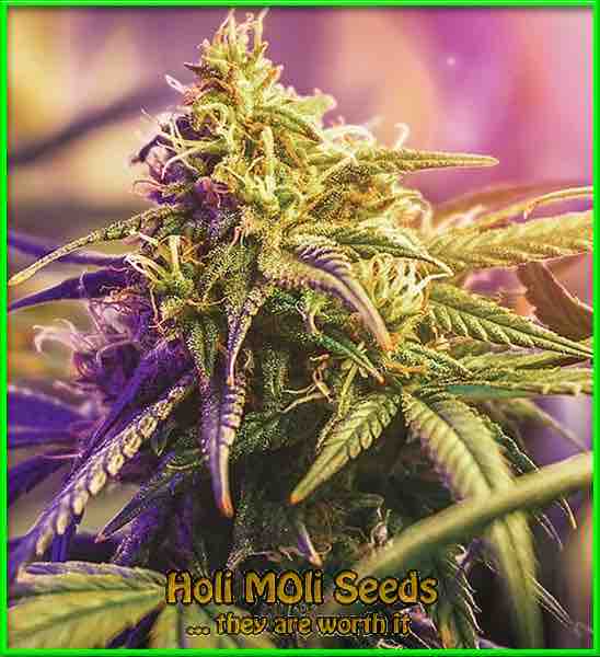 Passion Fruit cannabis strain photo
