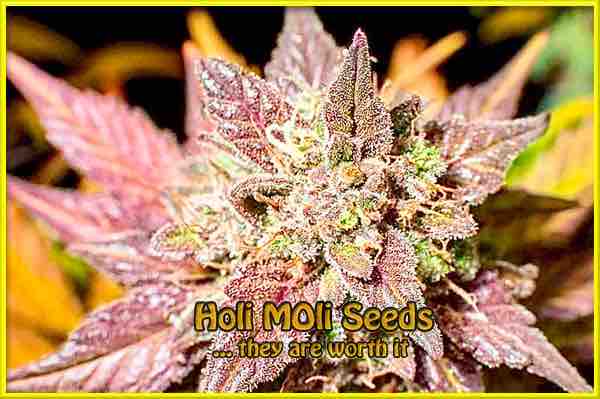 peyote-cookies cannabis strain photo