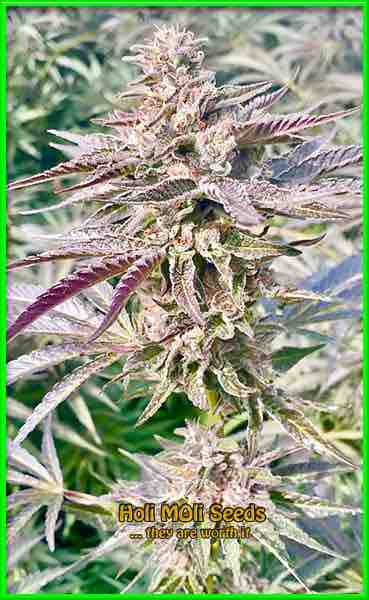 Pineapple Chunk cannabis strain photo