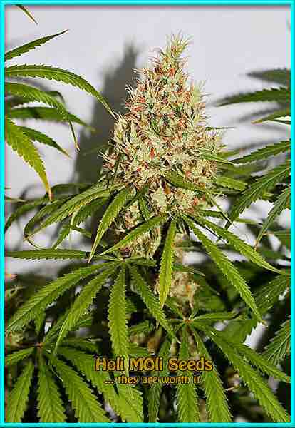 Pineapple Haze cannabis strain photo
