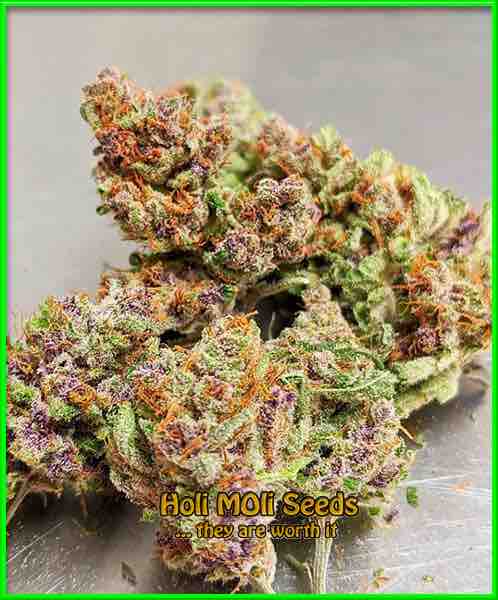 Pink Runtz cannabis strain photo