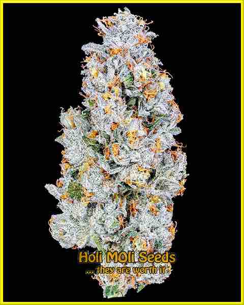 Platinium OG cannabis strain photo