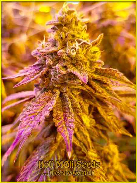 Polar Glue cannabis strain photo