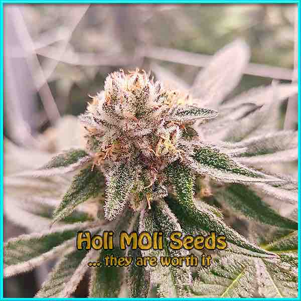 Pure Haze cannabis strain photo