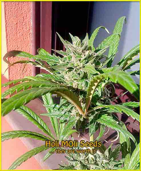 Pure Indica cannabis strain photo