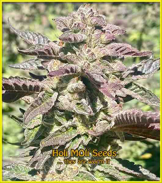 aPurple Bubba Kushcdc cannabis strain photo