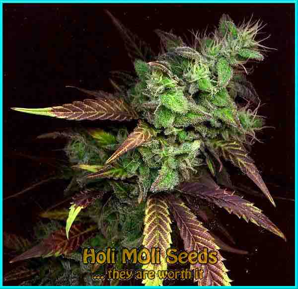 Purple Haze cannabis strain photo