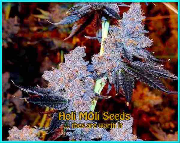 Purple Thai cannabis strain photo