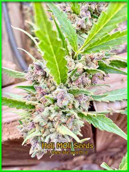 Cookies & Cream cannabis strain photo