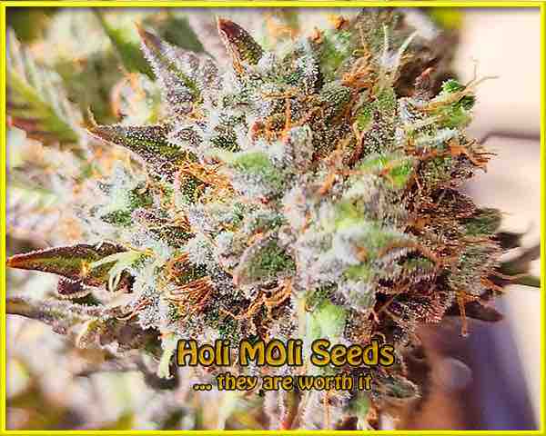 Ram Widow cannabis strain photo