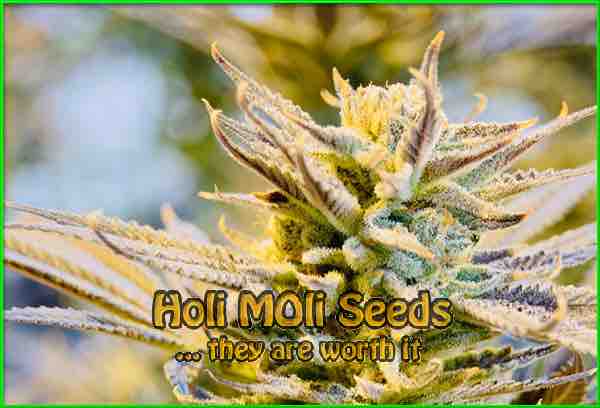Reeze McFlurry cannabis strain photo