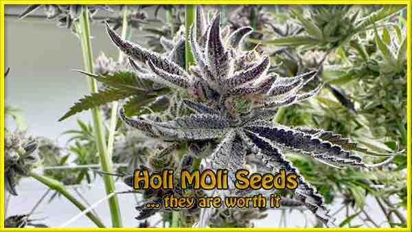 Rock Star cannabis strain photo