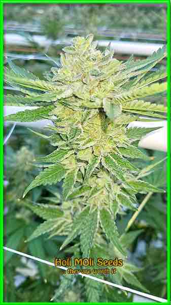 Rosenthal cannabis strain photo