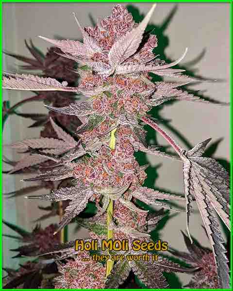 Runtz cannabis strain photo