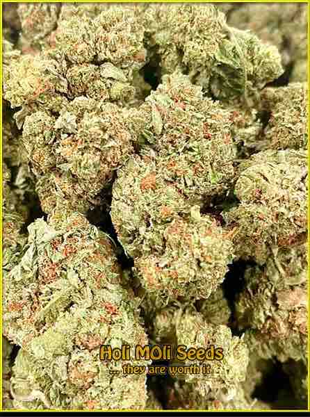 Sandman OG cannabis strain photo