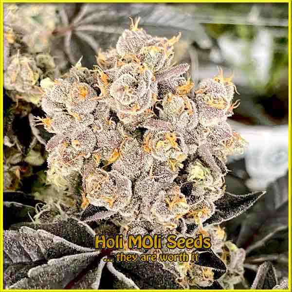 Scott OG cannabis strain photo
