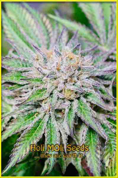 sexxpot cannabis strain photo