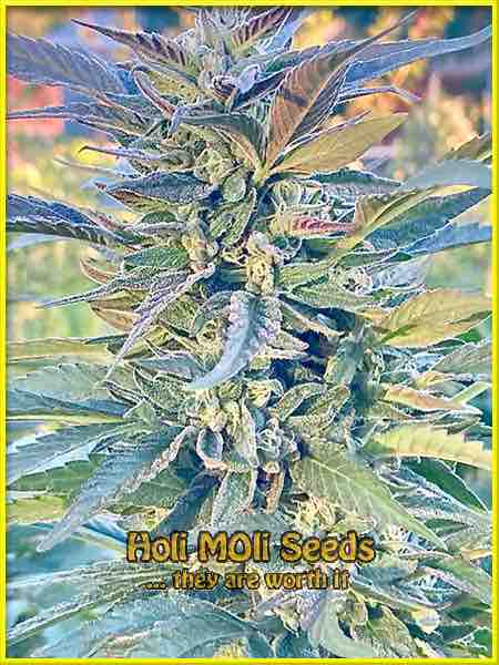 Shiskaberry Kush cannabis strain photo