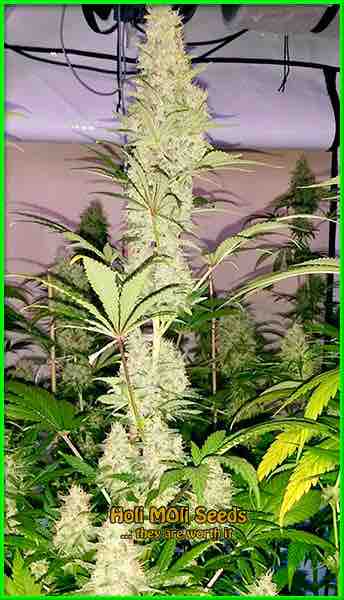 Cyrstal cannabis strain photo