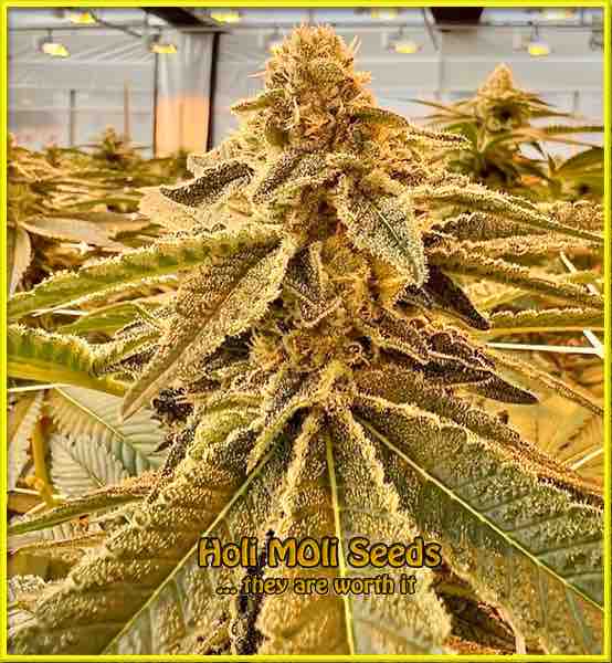 Skunk cannabis strain photo