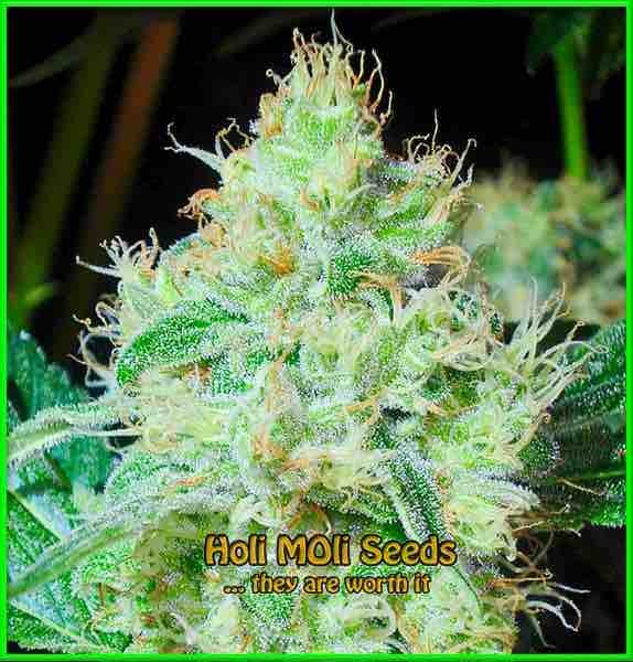 Skywalker OG cannabis strain photo