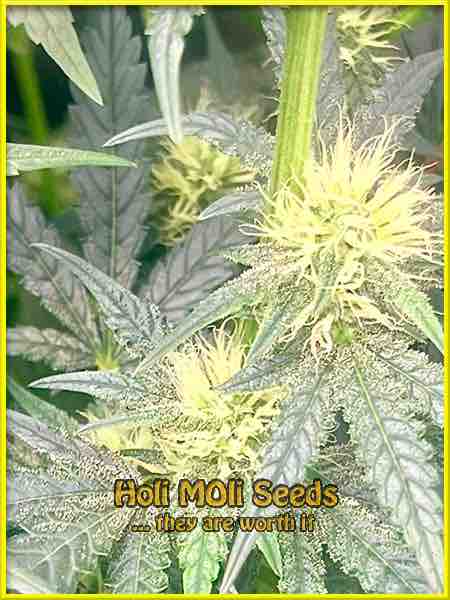 Somango cannabis strain photo