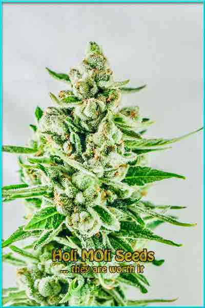 Sour Diesel cannabis strain photo