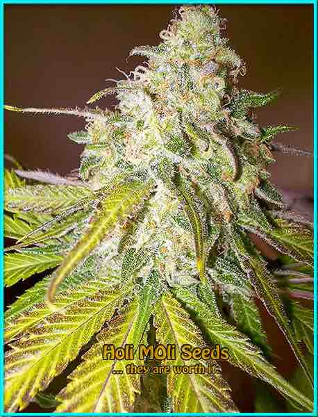 Sour Diesel cannabis strain photo