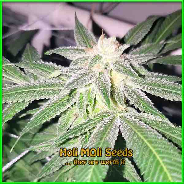 Sour Kush cannabis strain photo
