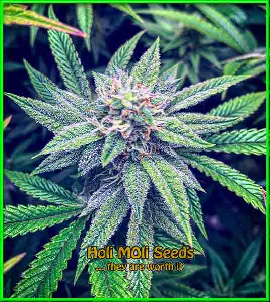 Sour Skies cannabis strain photo