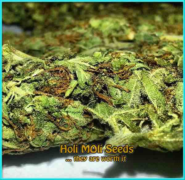 South Africa cannabis strain photo
