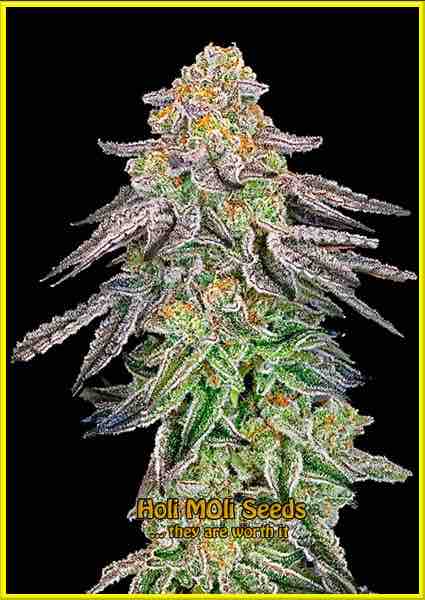 Strawberry cannabis strain photo