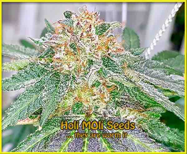 Strawberry Banana Cheese cannabis strain photo